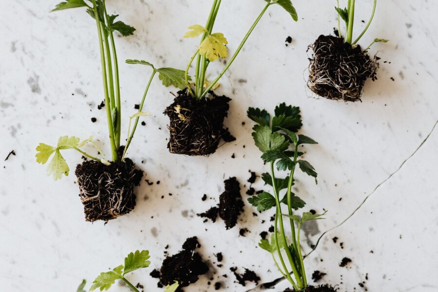 5 Root Causes of Hormonal Imbalance