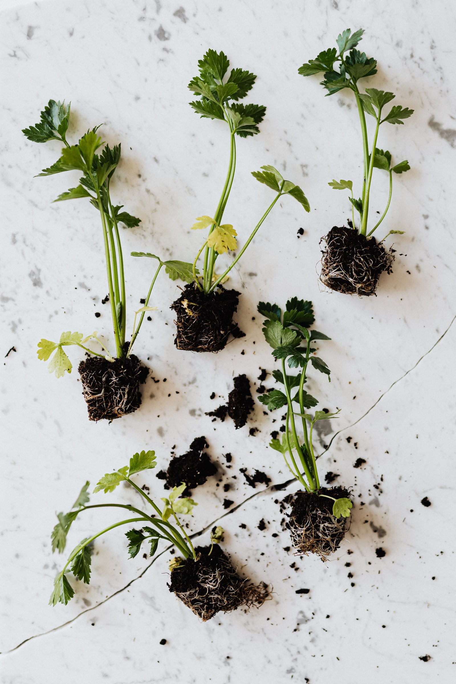 5 Root Causes of Hormonal Imbalance